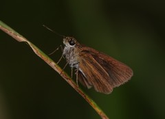 Euphyes dukesi calhouni