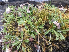 Antennaria alpina