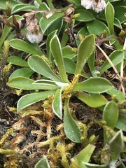 Antennaria alpina
