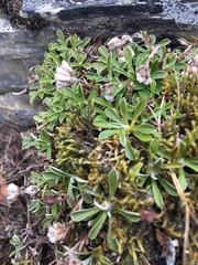 Antennaria alpina