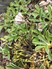 Antennaria alpina
