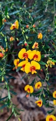 Bossiaea linophylla