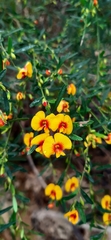 Bossiaea linophylla