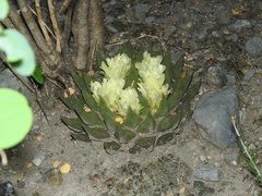 Ariocarpus trigonus