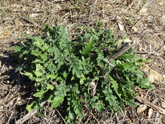 Mantisalca salmantica