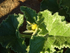 Henosepilachna argus