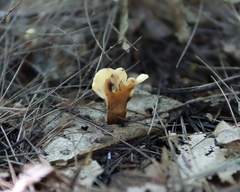 Spathulariopsis velutipes