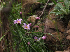 Athrixia heterophylla heterophylla