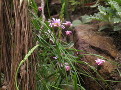 Athrixia heterophylla heterophylla