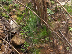 Athrixia heterophylla heterophylla