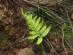Blechnum capense