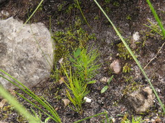 Serruria florida