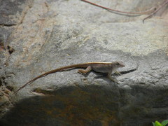 Anolis lemurinus