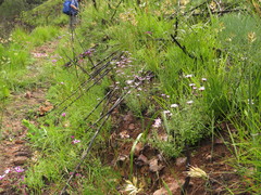Athrixia heterophylla heterophylla