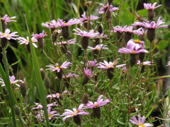 Athrixia heterophylla heterophylla
