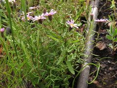 Athrixia heterophylla heterophylla