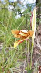 Calochortus purpureus