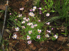 Athrixia heterophylla heterophylla