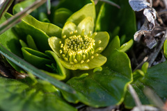 Caltha sagittata