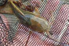 Clarias fuscus