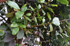 Ficus americana