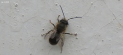 Osmia