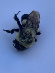 Bombus impatiens