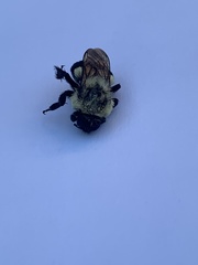 Bombus impatiens
