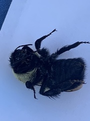 Bombus impatiens