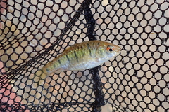 Barbodes semifasciolatus