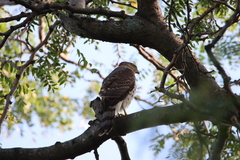 Accipiter cooperii