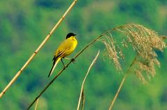 Motacilla flava feldegg