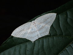 Acropteris ciniferaria