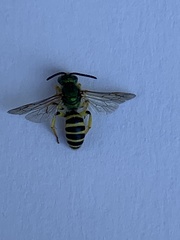 Agapostemon
