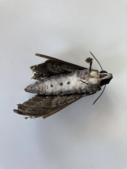 Lepidoptera