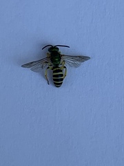 Agapostemon
