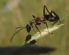 Camponotus vestitus