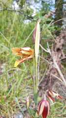Calochortus purpureus