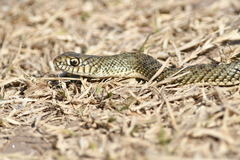 Patagonia Green Racer photo 2