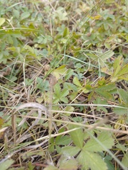 Potentilla anglica