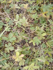 Potentilla anglica