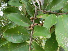 Bridelia retusa