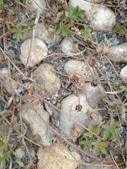 Potentilla anglica