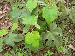 Cissus vitiginea