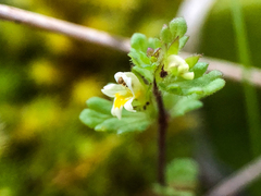 Euphrasia subarctica