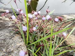 Cyanotis speciosa