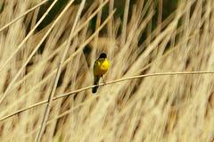 Motacilla flava feldegg