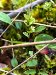Euphrasia subarctica