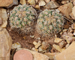 Pediocactus bradyi