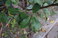 Ficus americana